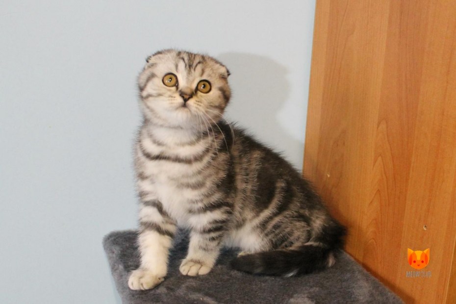 Скоттиш фолд