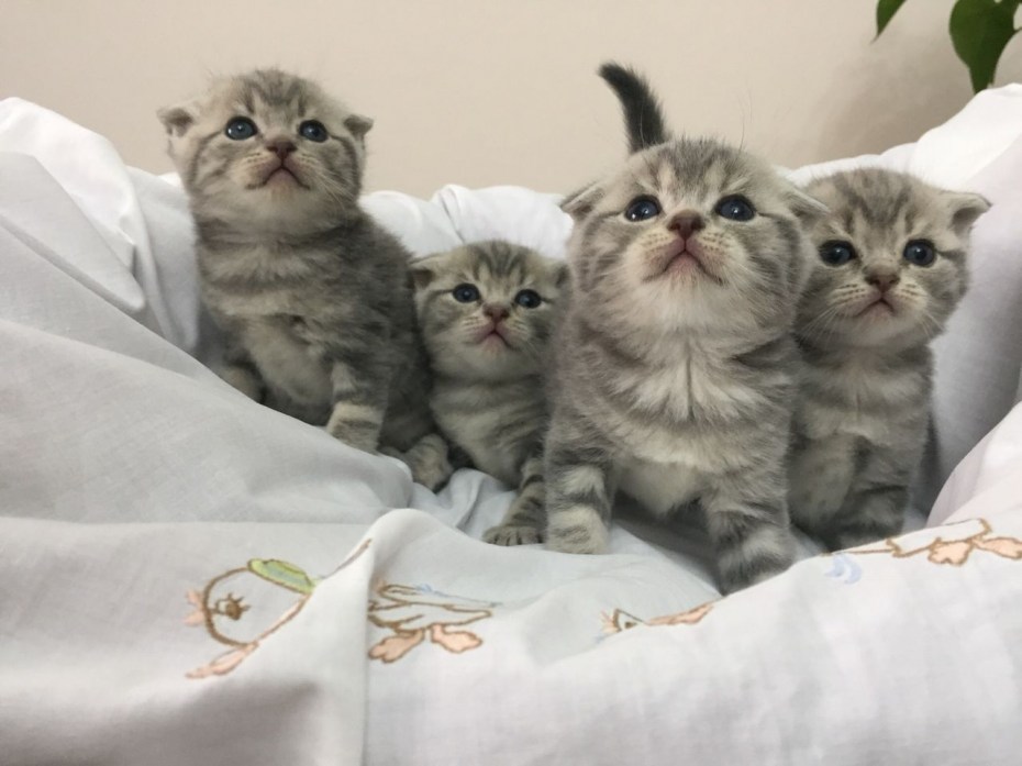 Скоттиш фолд мраморный шоколад