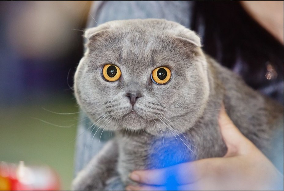 Скоттиш фолд серый