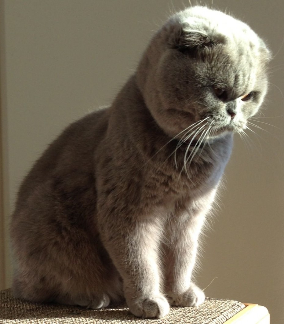 Scottish Fold