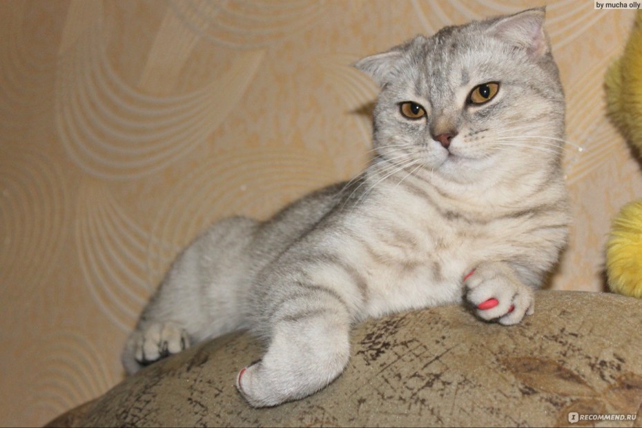 Котята скоттиш страйт вислоухие