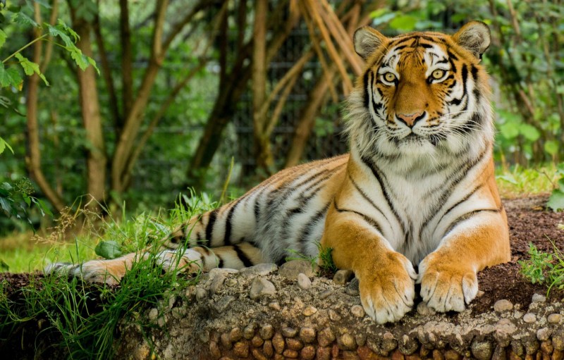 Tiger Tramp