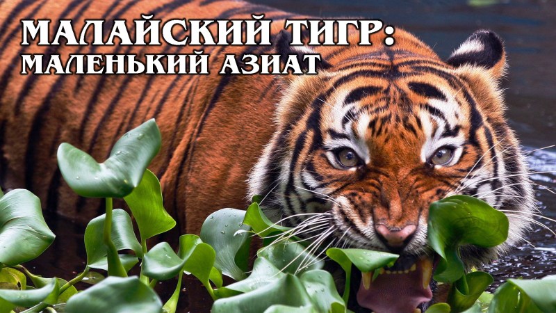Малайский тигр тигр