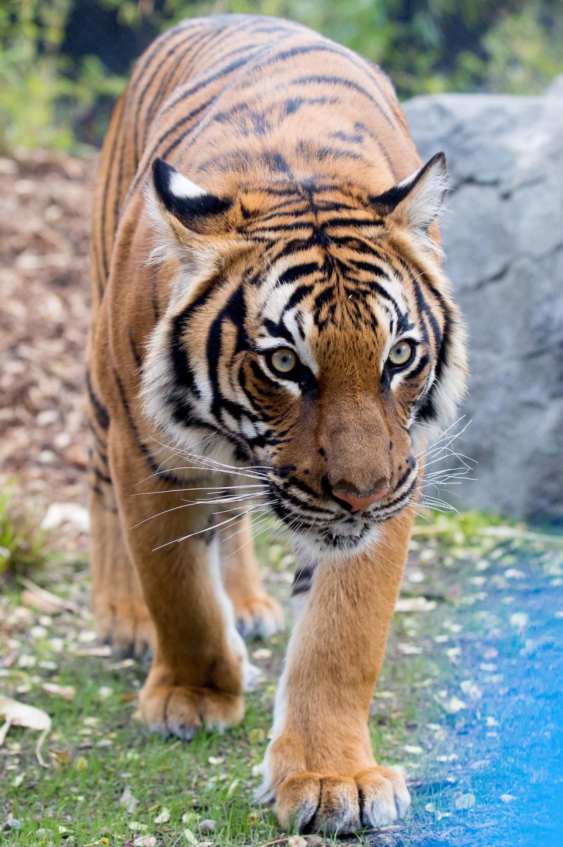 Tiger Panthera Tigris