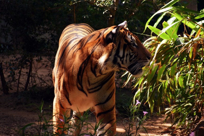 Tigris Panthera Tigris corbetti