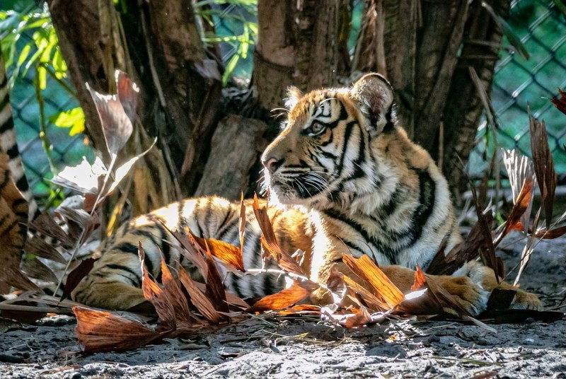 Panthera Tigris sondaica