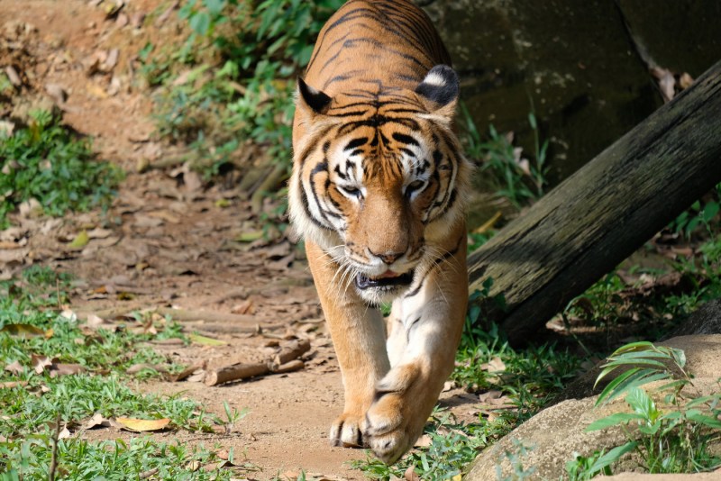 Panthera Tigris altaica