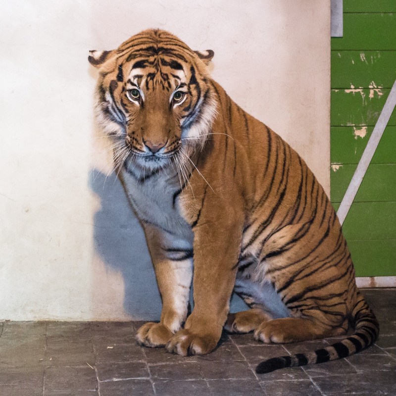 Яванский тигр (Panthera Tigris sondaica)
