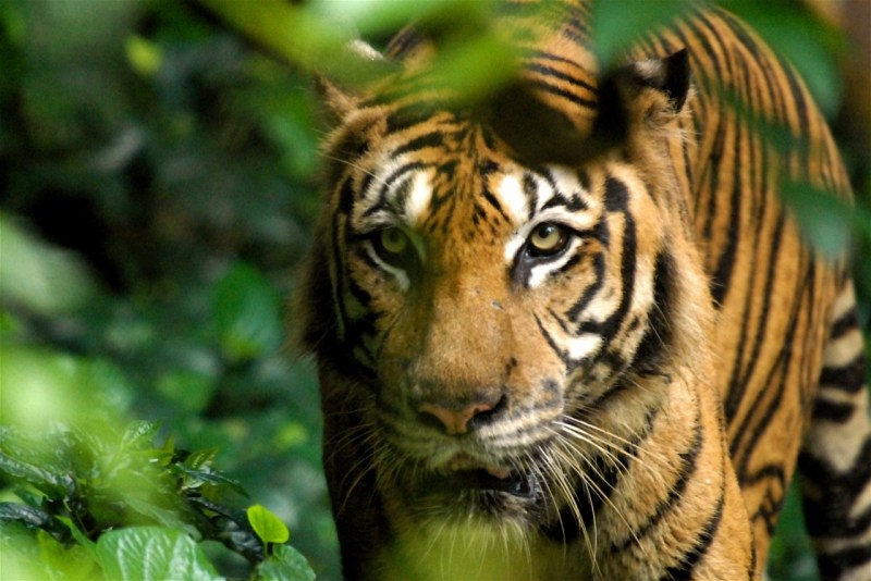 Malay Tiger
