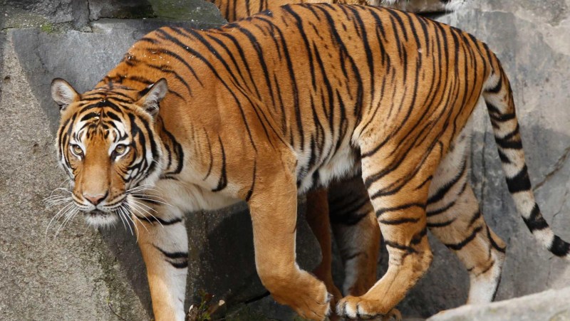 Malayan Tiger