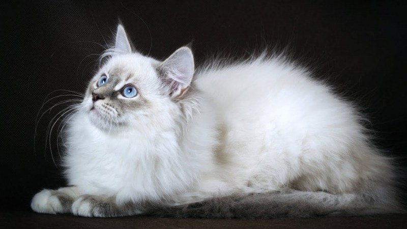 Невская гималайская кошка