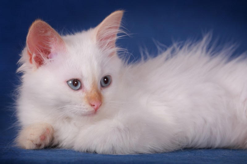 Невская маскарадная котята