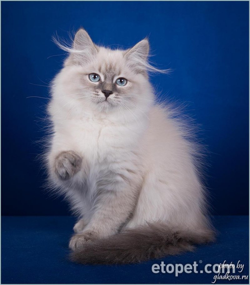 Невская маскарадная кошка с котятами
