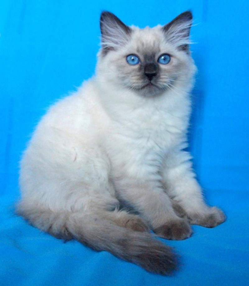 Невский маскарадный кот голубой