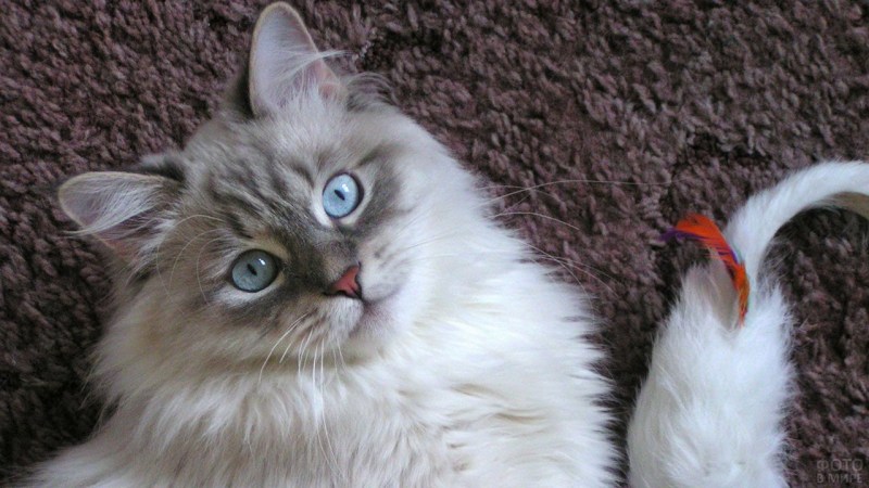Кошка Невская голубоглазая
