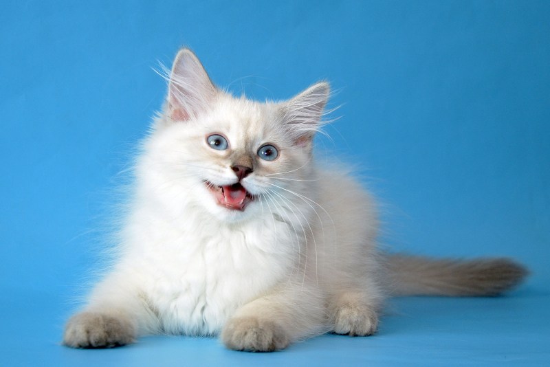 Котята породы Невская маскарадная