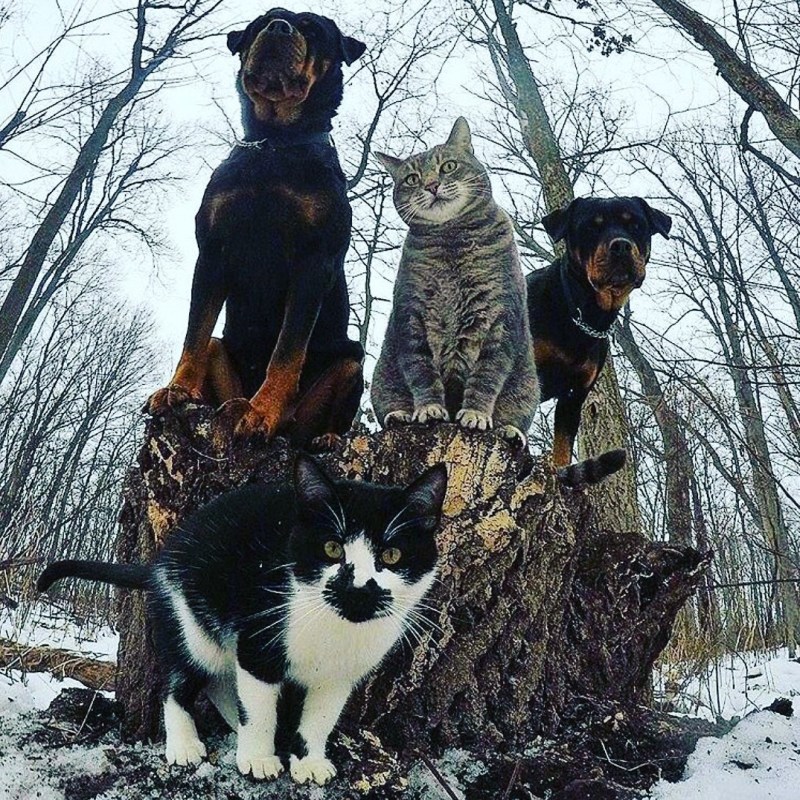 Банда котов