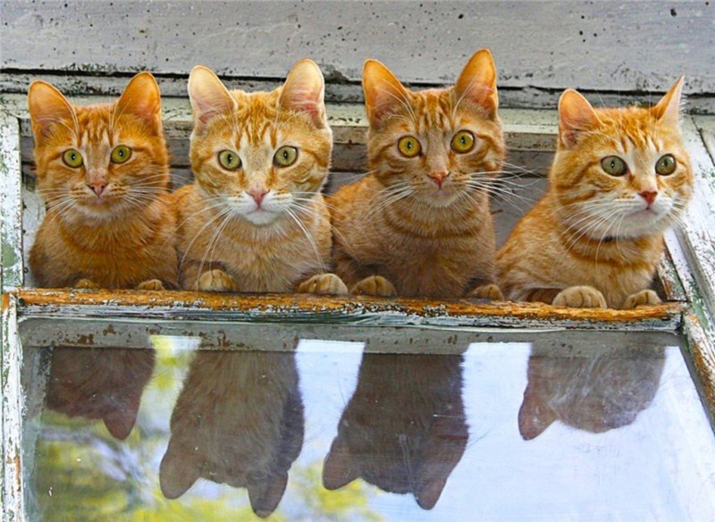 Котята приколы