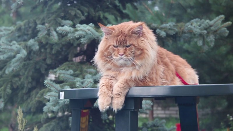 Большой кот Мейн кун