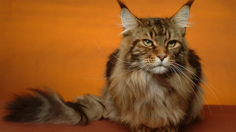 Maine Coon a30130