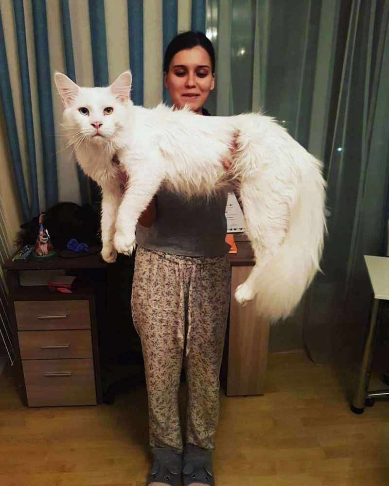 Гигантский кот Мейн кун