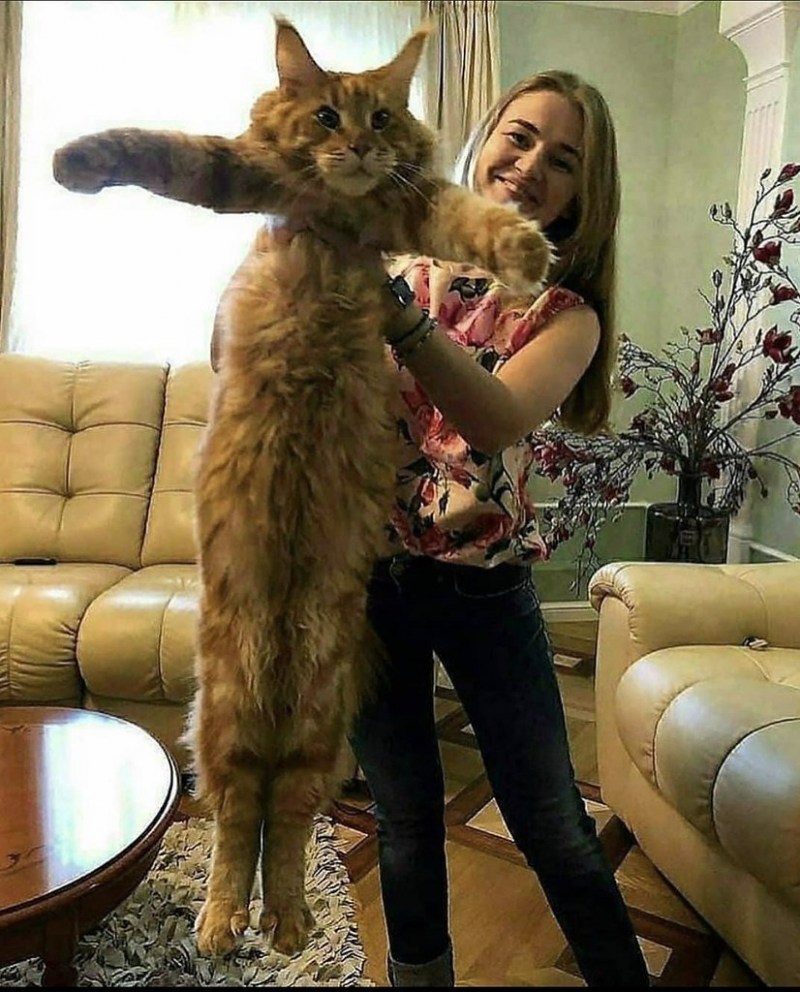 Cat-y