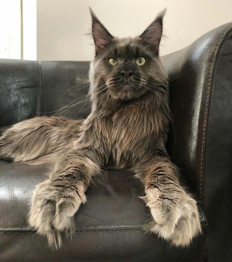 Гигантский кот Мейн кун