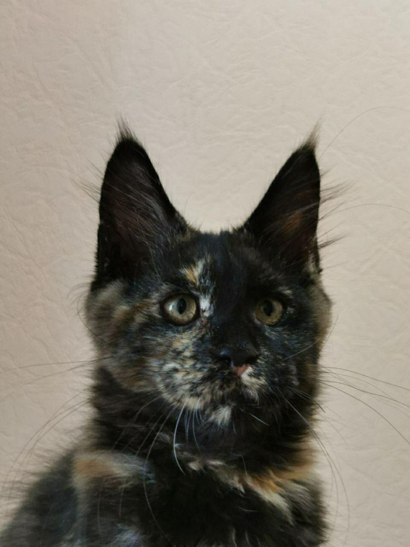 Кот Мейн кун