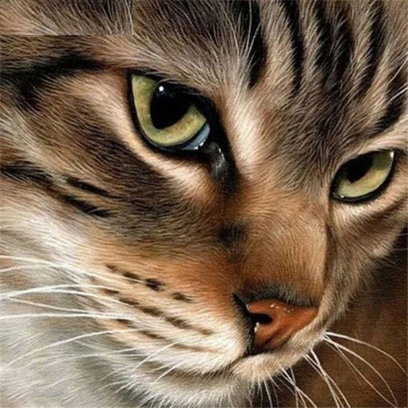 Алмазная вышивка Гранни кот