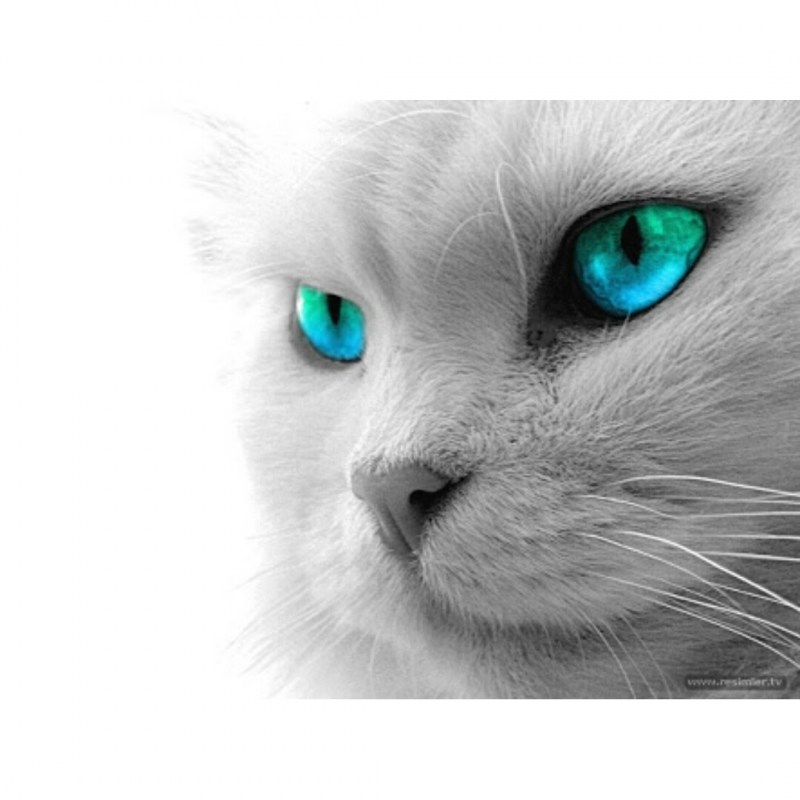 Глаза кошки
