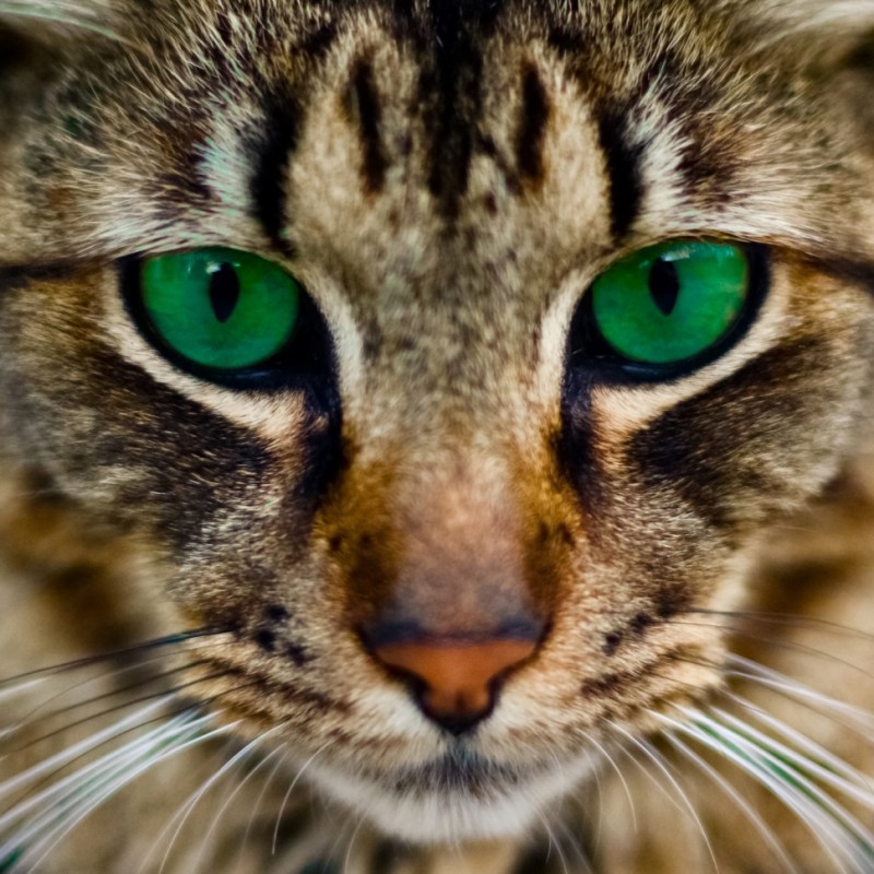 Бенгальский кот
