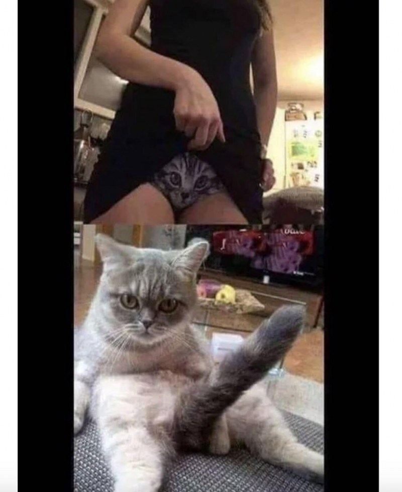 Киска прикол