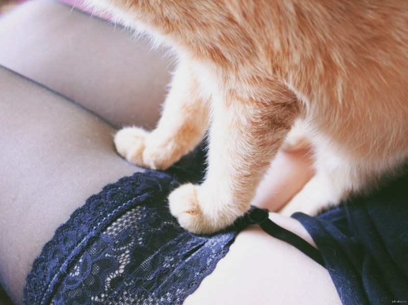 Котенок на попе