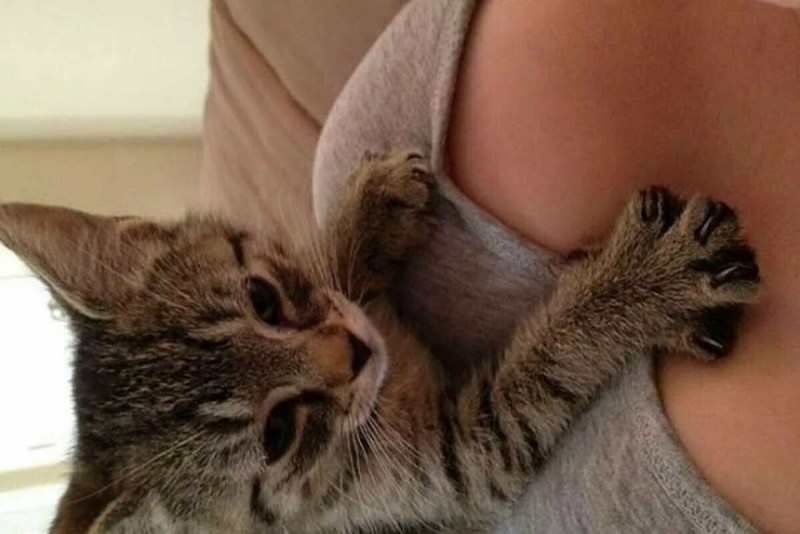 Котик в ванной с девушкой