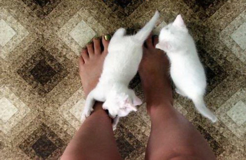 Ноги кота