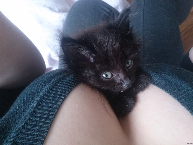Котик лежит на девушке