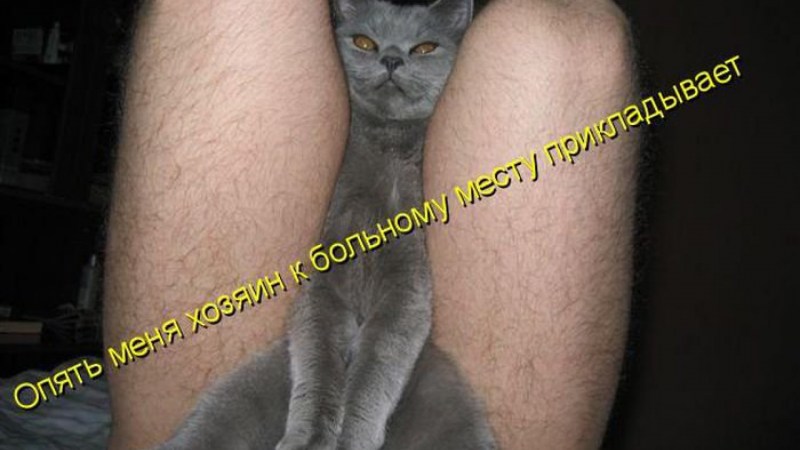 Смешные киски с надписями