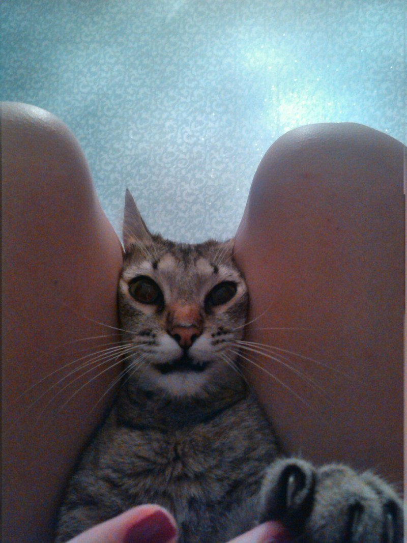 Киси писи