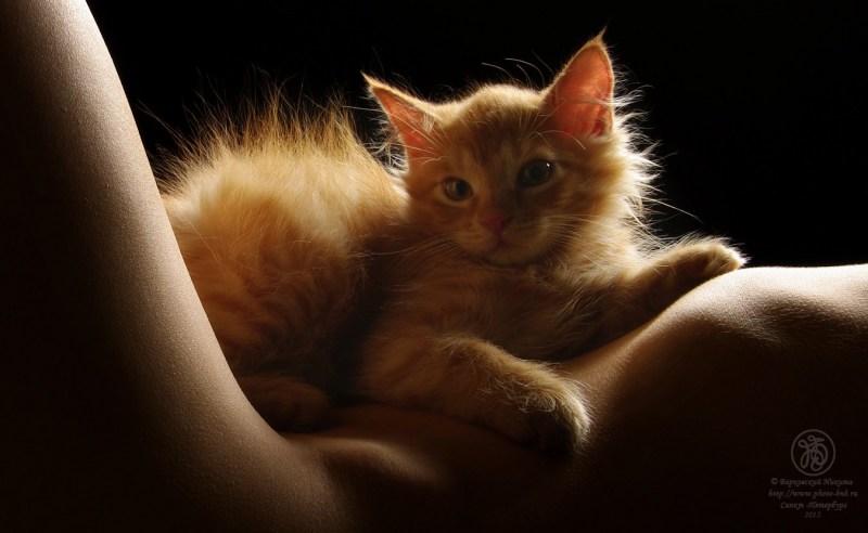 Кошачья киска
