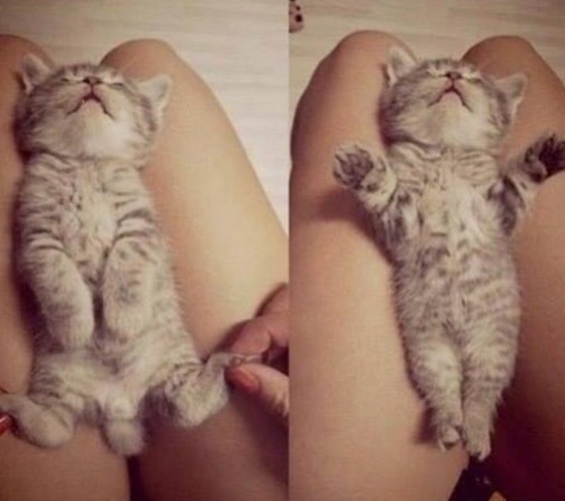 Тискать маленьких котов