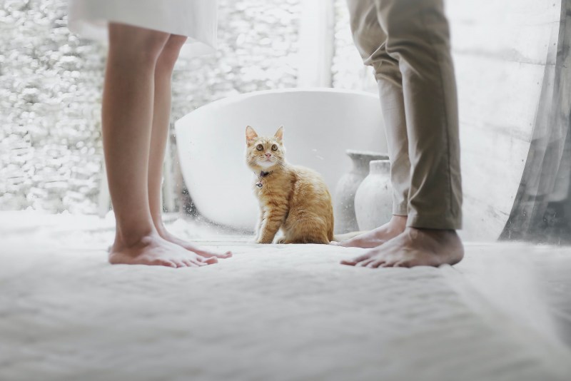 Ноги кота