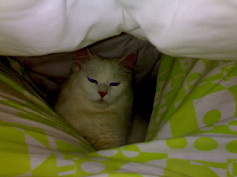 Котенок на женской груди