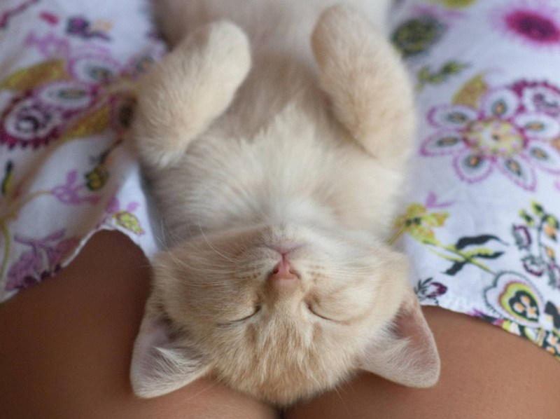 Котенок спит на коленях