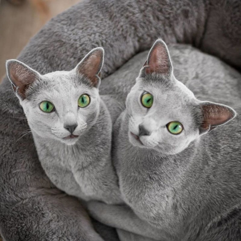 Русско голубая кошка