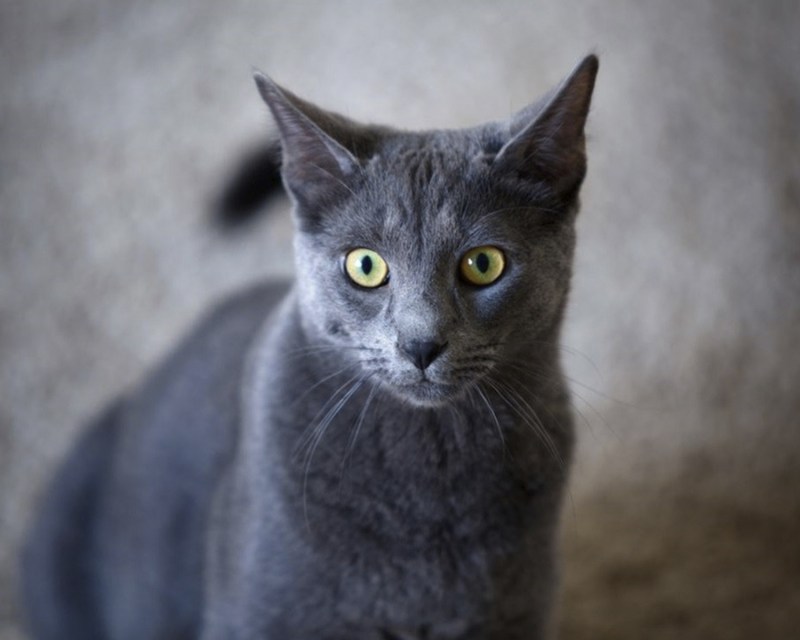 Кот породы Корат