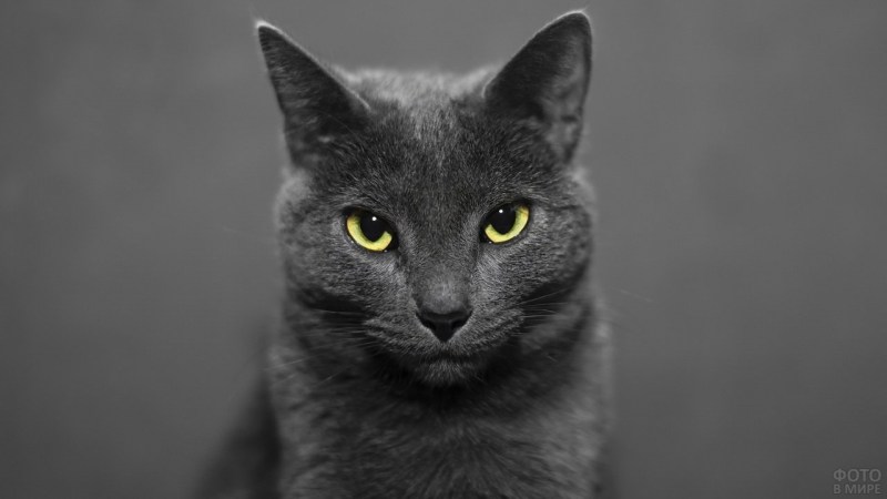 Темно серая кошка