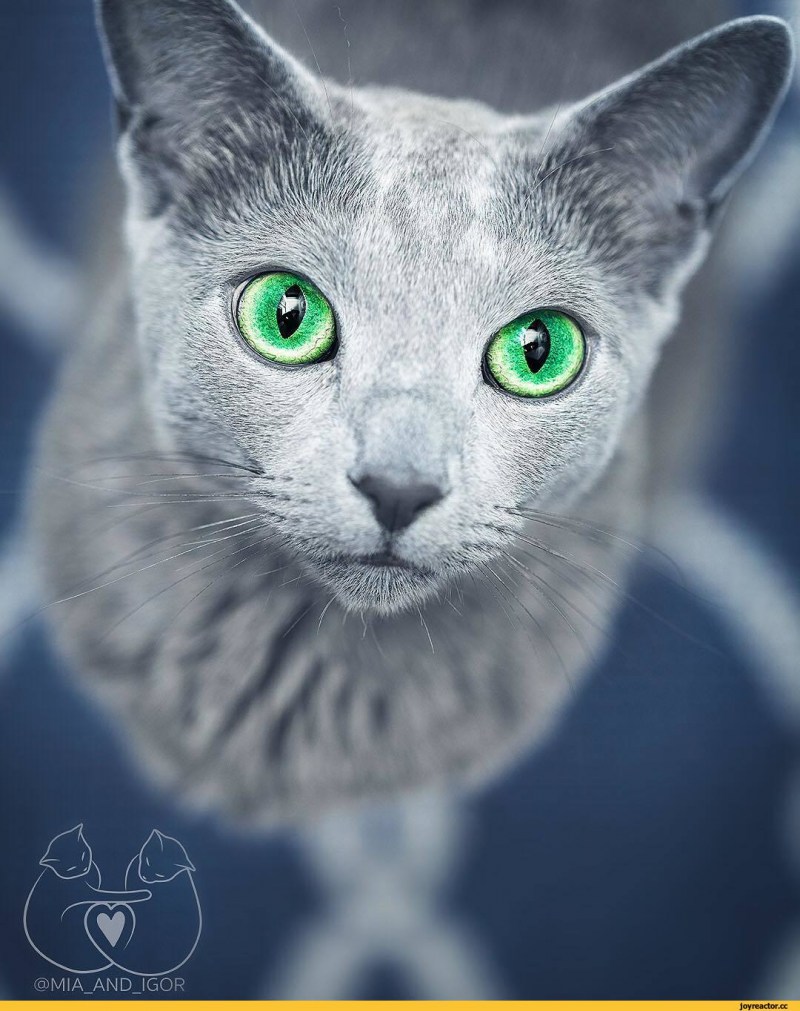 Русская голубая кошка