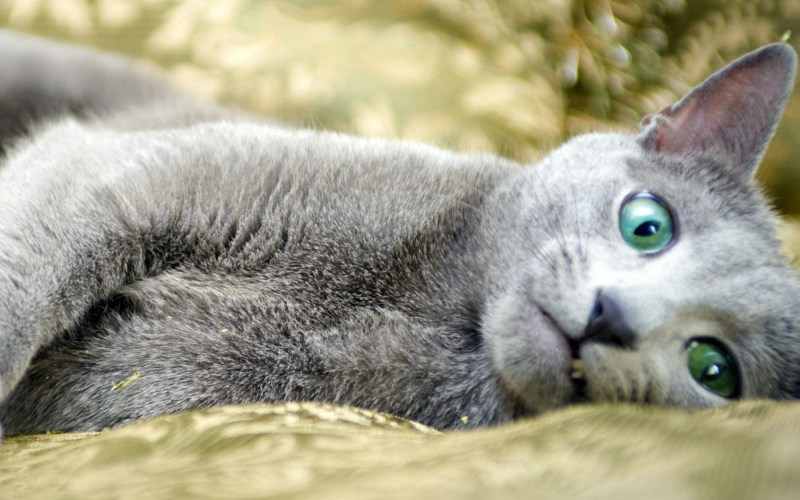 Голубой кот