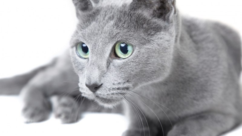 Русская голубая кошка вислоухая