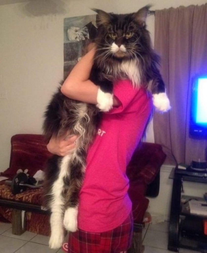 Гигантский кот Мейн кун